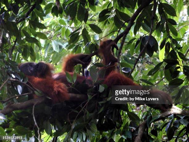 male orangutan in bed of leaves, gunung leuser national park, sumatra. - leuser orangutan stock pictures, royalty-free photos & images