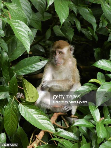 long-tailed macaque with mona-lisa-like expression, gunung leuser national park, sumatra. - mona monkey stock pictures, royalty-free photos & images