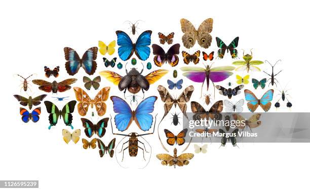 a beautiful collage of colorful tropical insects - butterfly collage fotografías e imágenes de stock