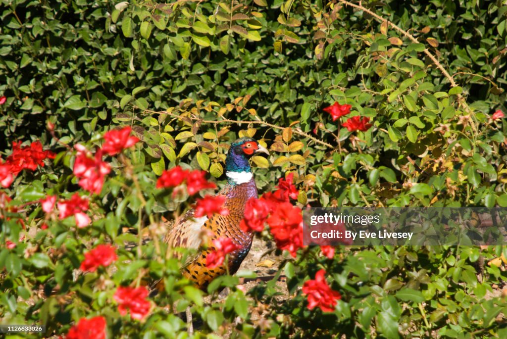 Pheasant in a Rose Garden