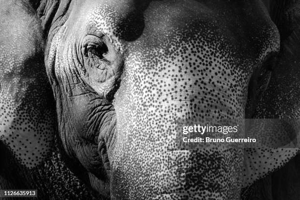 close-up of elephant freckled face - elephant eyes 個照片及圖片檔