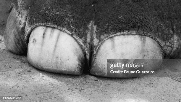 close-up of elephant foot - elephant foot stock pictures, royalty-free photos & images