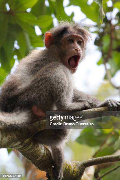 monkey screaming while perching on tree branch - rhesus macaque stock pictures, royalty-free photos & images
