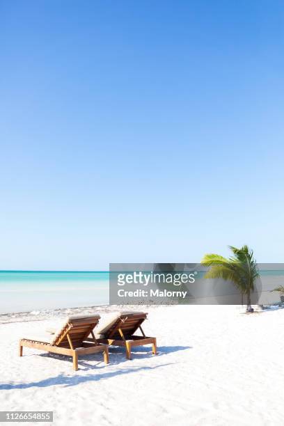 lounge chairs and palm tree on the beach. - holbox island stockfoto's en -beelden