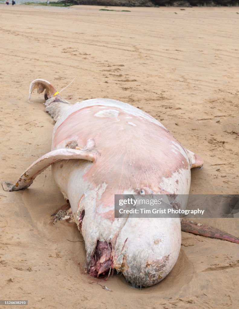 A Dead Porpoise Washed up onto a Beach, Cornwall, UK