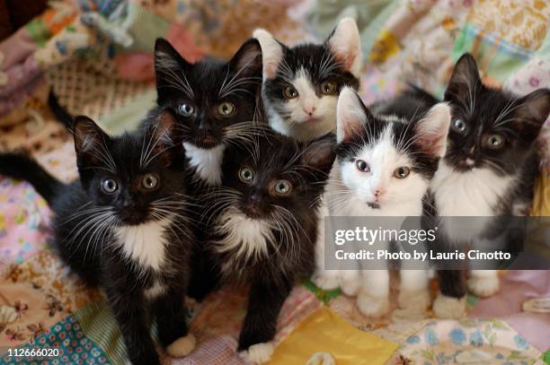 black and white kittens on quilt - kittens stock-fotos und bilder
