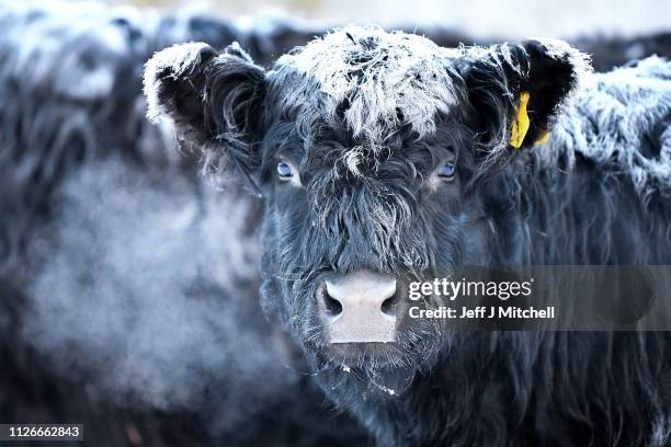 Frost forms on the back of Galloway cows on February 1, 2019 in Crainlarich in Scotland. The Met office have yellow be aware warnings still in place,...