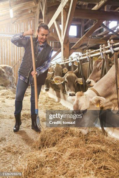 Cow Using Tools 2,184 Cow Tools Stock Photos, High-Res Pictures, and Images - Getty Images