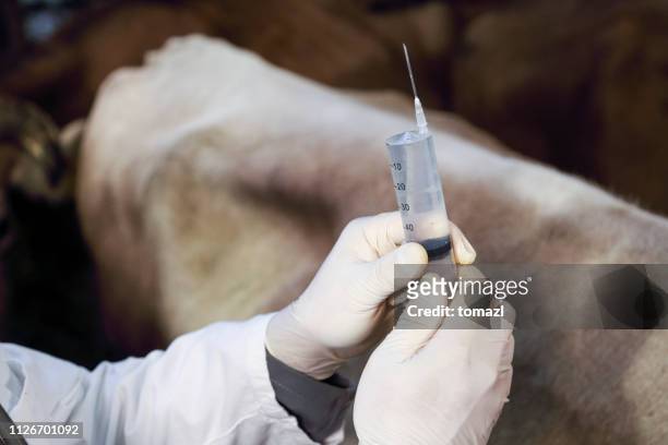 veterinario tiene siringa con antibiotici - inseminazione artificiale foto e immagini stock