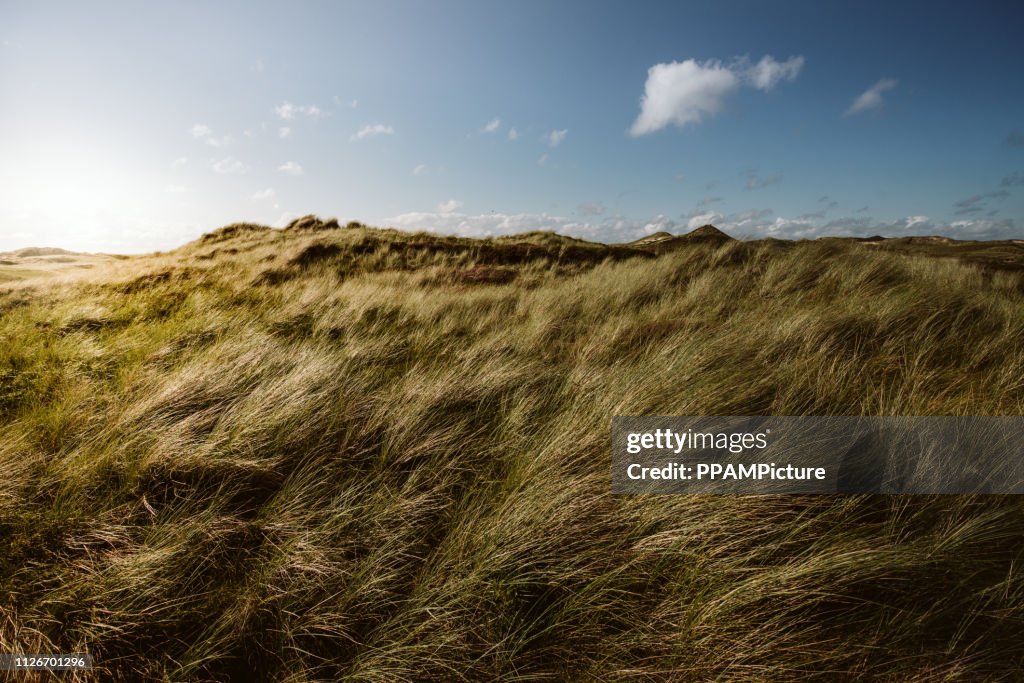 Küste Landschaft Insel Amrum