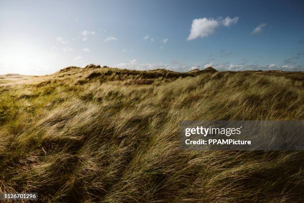costa de la isla de amrum paisaje - melancolico fotografías e imágenes de stock
