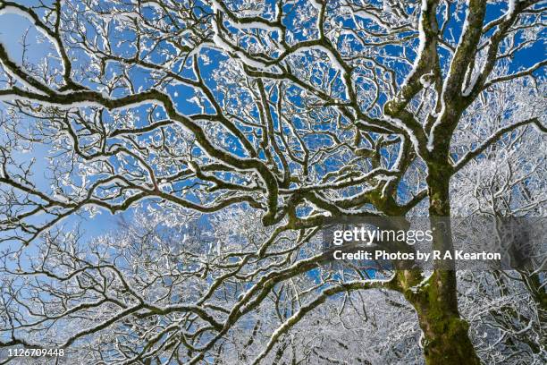 bare tree branches covered in snow against clear blue sky - kale boom stockfoto's en -beelden