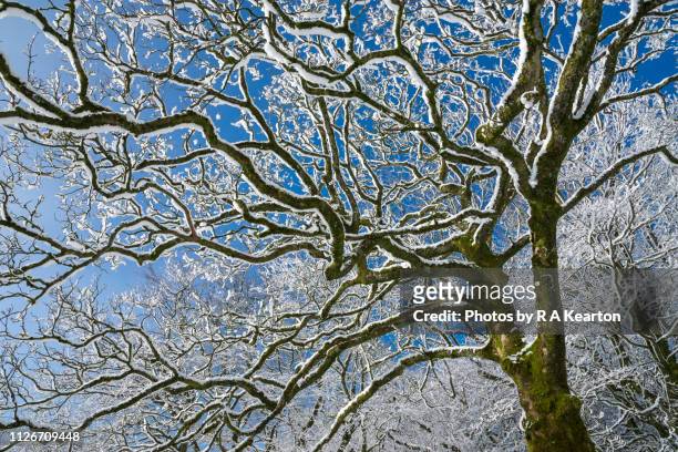bare tree branches covered in snow against clear blue sky - winter trees stock pictures, royalty-free photos & images