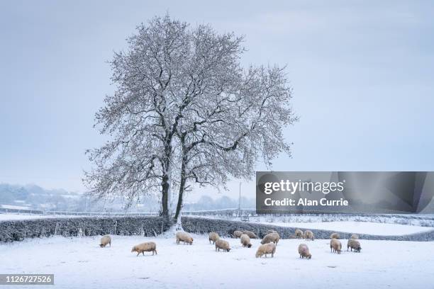 herd of sheep grazing in snow covered farming field with large tree, on a cold winter day - northern ireland snow stock pictures, royalty-free photos & images
