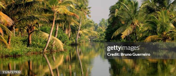 reflection of trees in water at kerala backwaters - laguna de kerala - fotografias e filmes do acervo