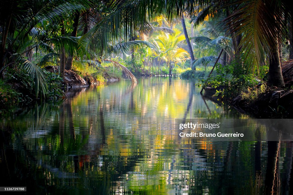 Reflection of trees in water at Kerala backwaters