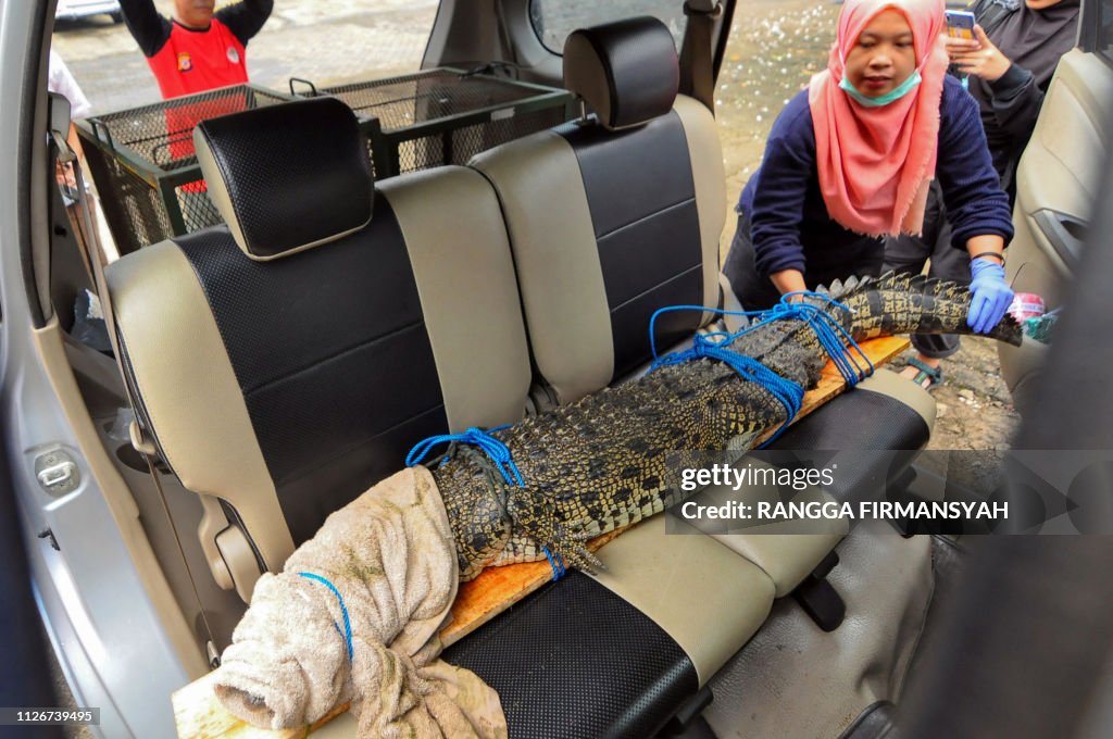 INDONESIA-WILDLIFE-ANIMAL