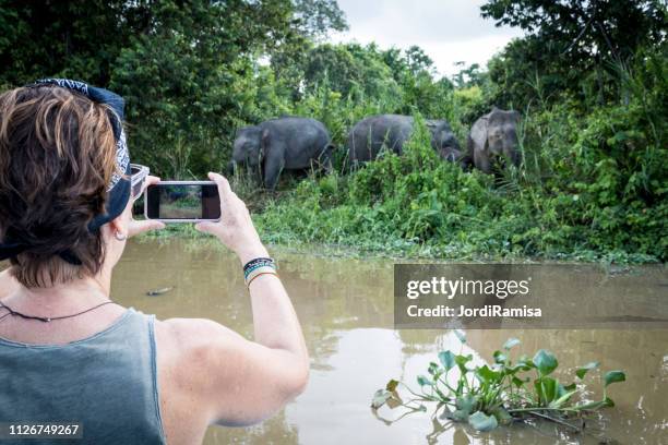 discovering the nature - sabah state stock pictures, royalty-free photos & images