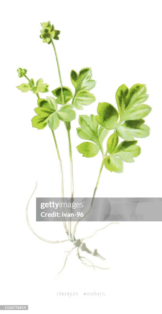 Moschatel Fivefaced Bishop Hollowroot Muskroot Townhall Clock Tuberous ...
