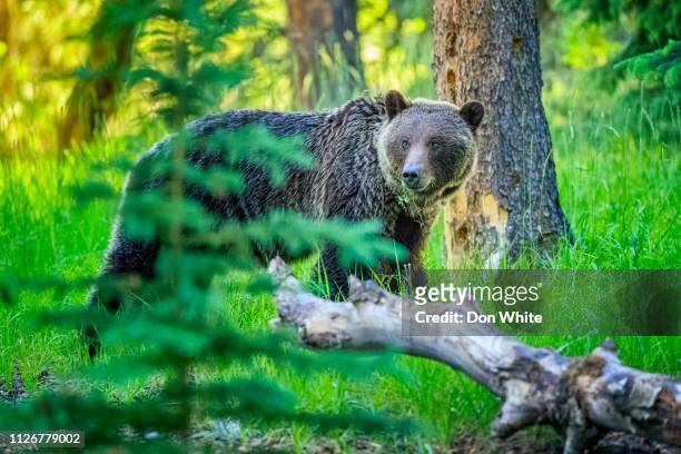 加拿大阿爾比省賈斯珀國家公園 - grizzlies 個照片及圖片檔