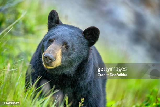 jasper national park in alberta canada - black bear stock pictures, royalty-free photos & images