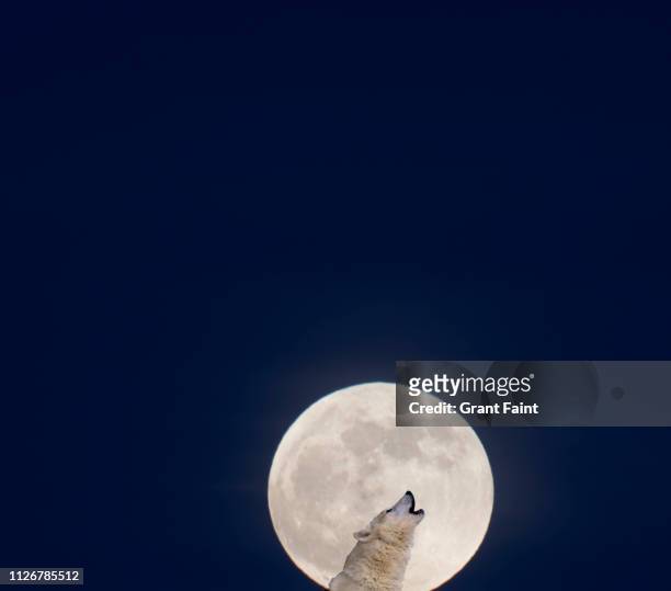 lone wolf howling at night. - wolf stock pictures, royalty-free photos & images