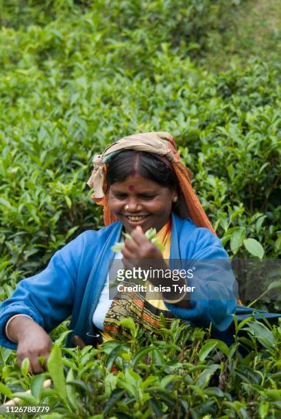 Sri Lankan woman harvest young tea shoots on an estate in Ambewela, outside of Nuwara Eliya in Sri Lanka.