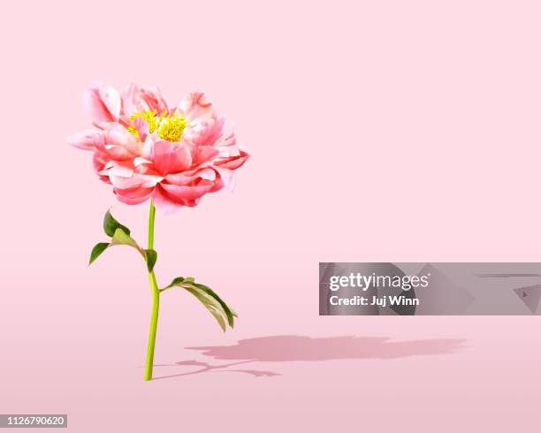 pink peony on pink background with long shadow - peony ストックフォトと画像