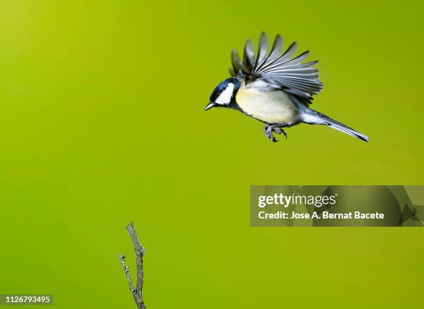 close-up of great tit (parus major)  in flight on a white background. - tit stock pictures, royalty-free photos & images