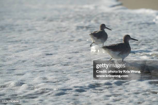 sand pipers on the beach - piper stock pictures, royalty-free photos & images