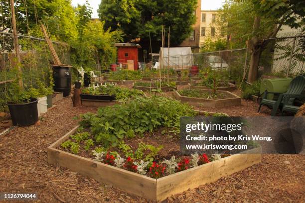 brooklyn community garden - flower border stock-fotos und bilder