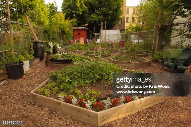 brooklyn community garden - flower bed stock pictures, royalty-free photos & images