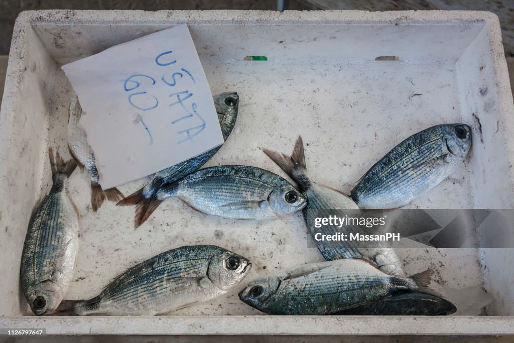 Eight saddle breams in a polystyrene box at a fish market