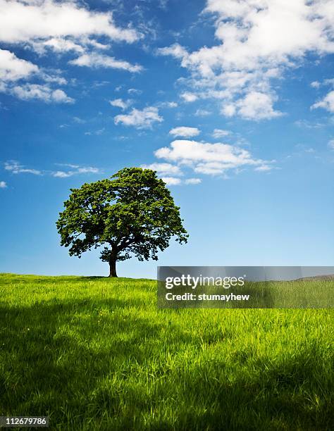 green and pleasant land - einzelner baum stock-fotos und bilder