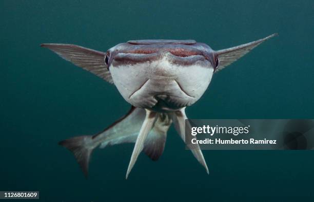 sharksucker. - macchina fotografica subacquea foto e immagini stock