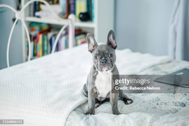 french bulldog puppy on bed - french bulldog stock-fotos und bilder