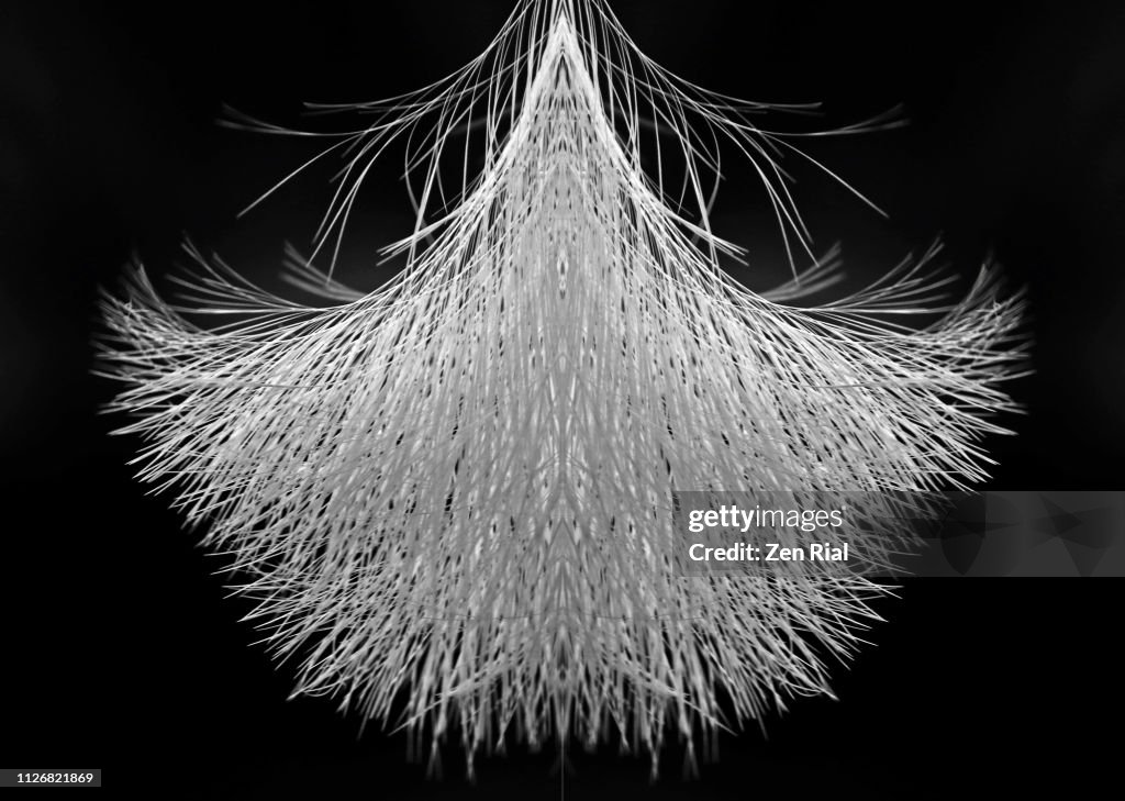 Details of great egret's tail feathers reflected against black background