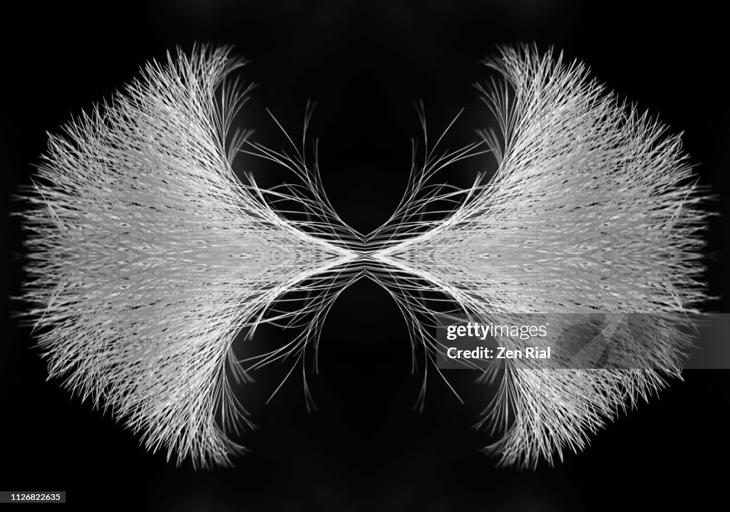 Details of a great egret's tail feathers reflected against black background