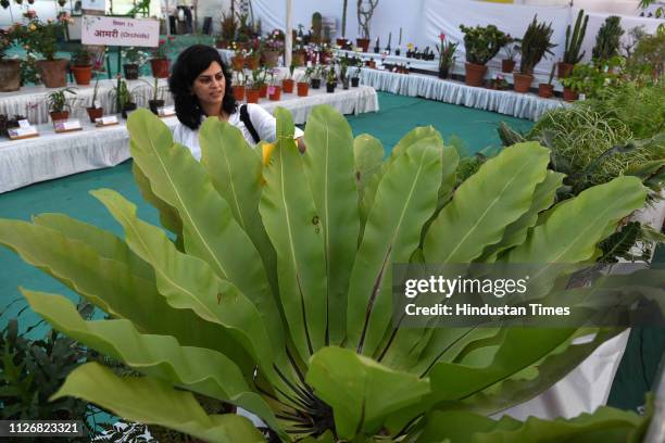 People visit at the 13th Flowers and plants exhibition date 22nd to 24th Feb 2019 organised by Navi Mumbai Municipal Corporation at Wonerds Park...