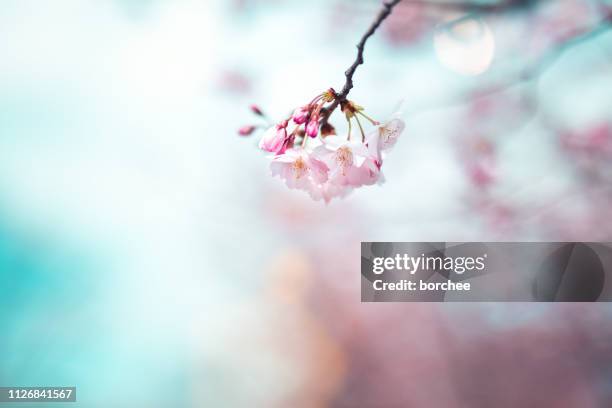 桜の花 - flower head ストックフォトと画像