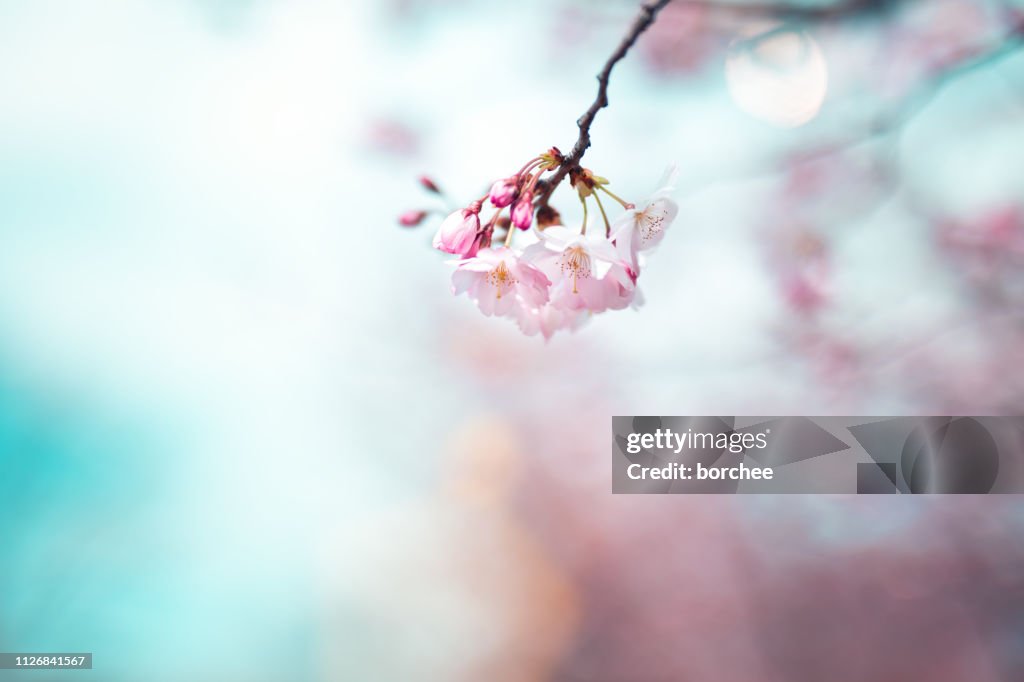 Cherry Blossom