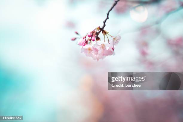cherry blossom - blurred and beautiful bildbanksfoton och bilder