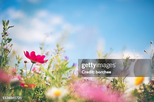Spring Meadow Spring Meadow