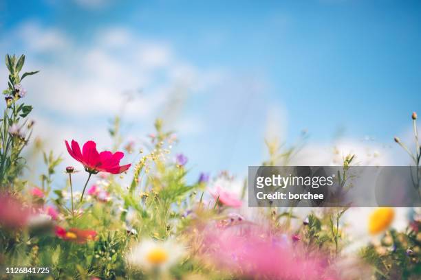 spring meadow - flowers stock pictures, royalty-free photos & images
