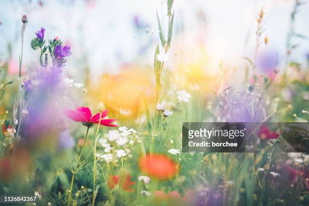 kleurrijke weide - flowers garden stockfoto's en -beelden