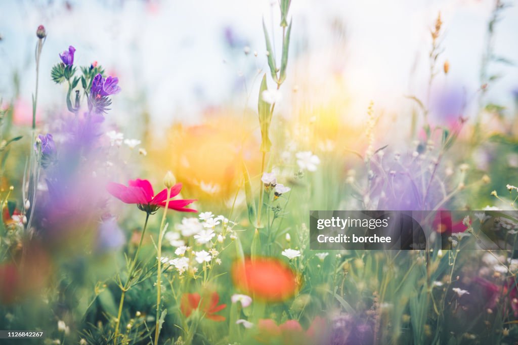 Colorful Meadow
