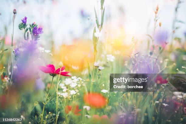 colorful meadow - folhagem matizada imagens e fotografias de stock