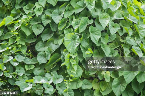 green leaves branches - gurgaon stock-fotos und bilder