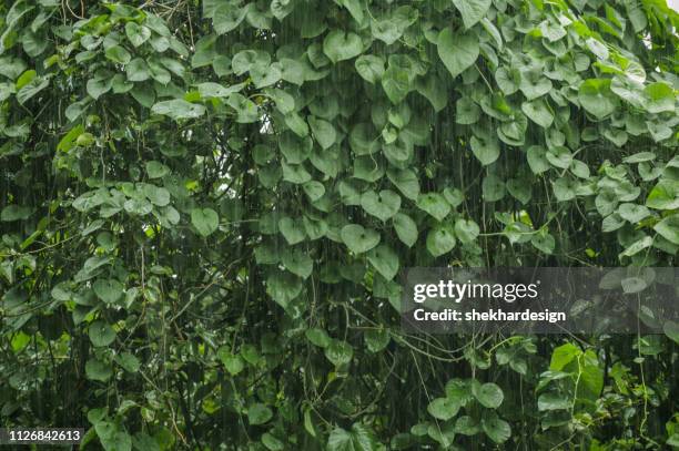 green leaves branches in rain - gurgaon stock-fotos und bilder