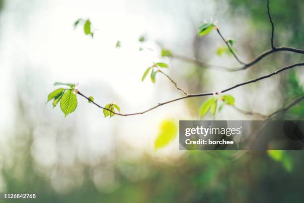 Tree Branch Spring Photos and Premium High Res Pictures - Getty Images